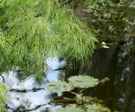 瀦水松|水松（柏科水松属植物）